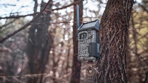 The Best Cellular Trail Cameras for Capturing Animals in the Wild