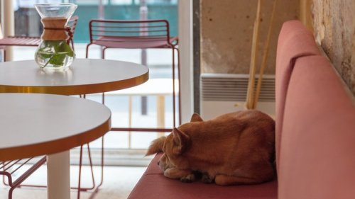 This San Francisco Restaurant Is Now Serving a Lavish $75 Tasting Menu—For Dogs