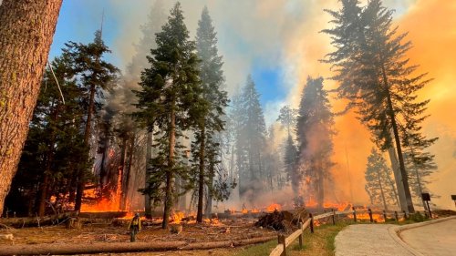 National Parks at Escalated Wildfire Risk, Thanks to DOGE Cuts
