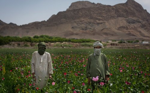 Afghanistan: The Making of a Narco State