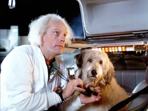 Die 15 besten Filmhunde aller Zeiten