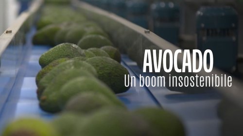 Avocado: un frutto poco sostenibile? | Rolling Stone Italia