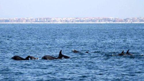 Delfini, nuovi avvistamenti nell'oasi marina di Tor Paterno: "Ci sono anche i cuccioli"
