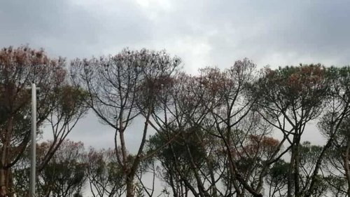 A Roma sud verranno abbattuti oltre 70 pini: secchi, pericolanti e malati di cocciniglia