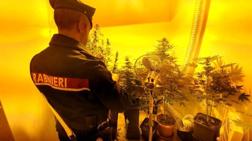 Serra indoor di marijuana, in casa dieci piante. Nei guai 56enne