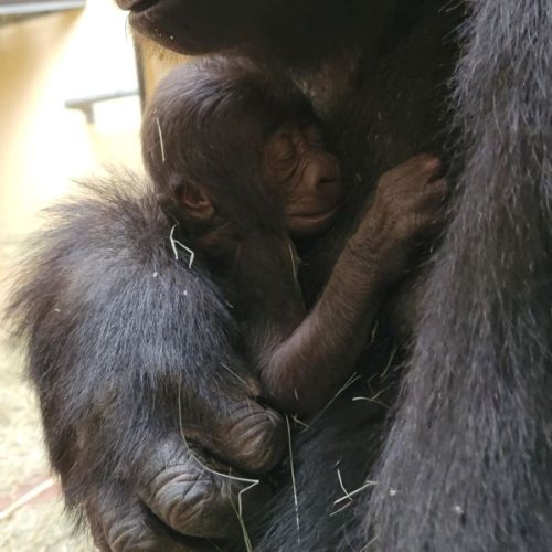 Newborn gorilla dies at Zoo Atlanta