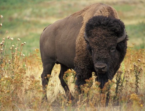 10 Species That Have Recently Gone Extinct & 10 Humans Have Saved