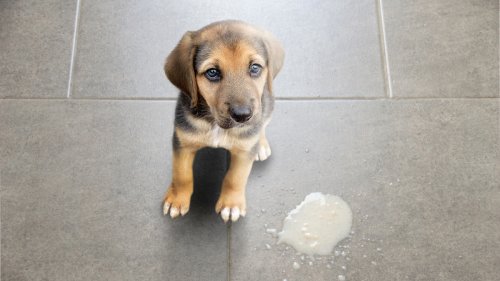 How To Clean Dog Vomit Off the Carpet, Banishing Stain and Smell for Good