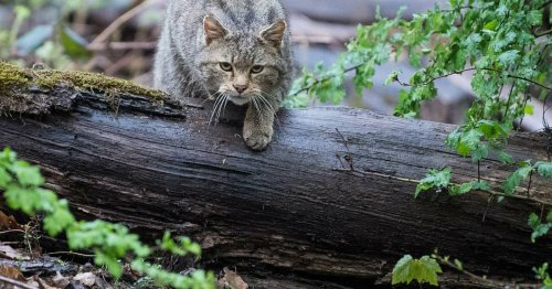 Eifel und Sauerland beliebt: Umweltverband schätzt Zahl der Wildkatzen in NRW auf 1000