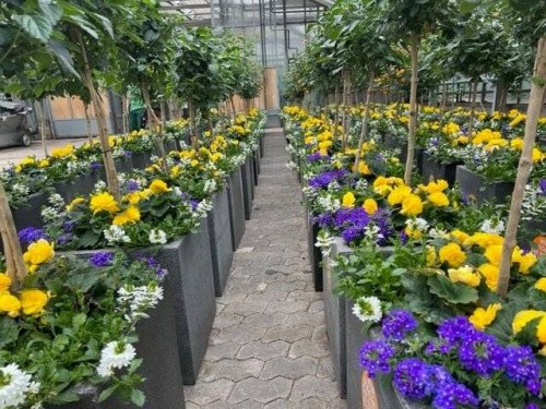 Mehr Grün für Düsseldorf: Blumenoasen für den Düsseldorfer Norden