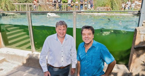 Unterwasser-Sichtscheibe: Spezialfirma sponsert Scheibe für Pinguin-Pool im Zoo