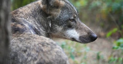 Gerichtsurteil: Keine Paintball-Schüsse auf Wölfe in den Niederlanden