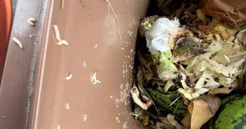 Kritik wird lauter: Mit der Biotonne steigen in Leverkusen die Müllgebühren