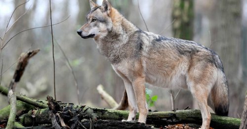 Experten geben Gewissheit: Wolf reißt Lamm in Kleve – und stirbt einen Tag später