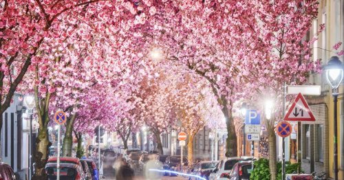 Nur wenige Tage Blütezeit: Zehn Orte in NRW für Kirschblüten-Fotos