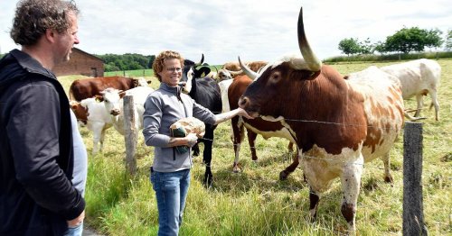 Rinderzucht in Hinsbeck: Die Longhorns vom Jenneskeshof