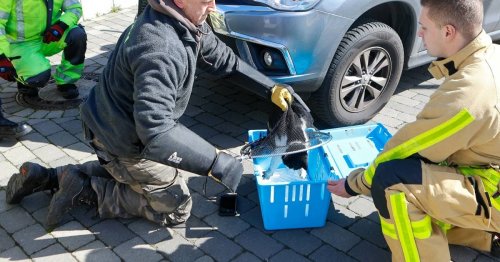 Tierisches Glück in Krefeld: Katze aus Motorraum eines Autos befreit