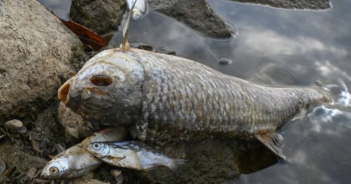 Tonnenweise tote Tiere: Fischsterben in der Oder könnte sich auf Ostsee ausweiten