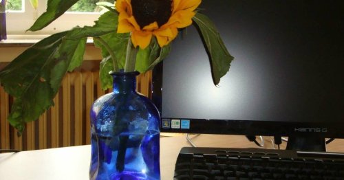 Soziales Netzwerk sperrt Krefelder Sonnenblumenbild: Weshalb Facebook eine Blume als Belästigung einstuft