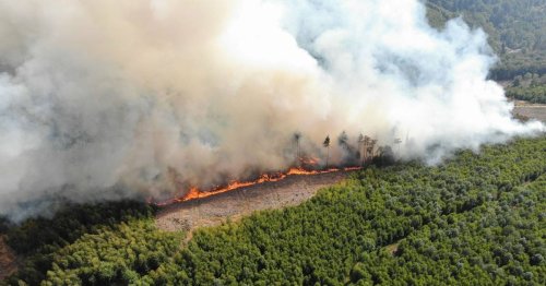 Ursachen, Kosten und Auswirkungen: Brennt der Wald in NRW öfter als früher?