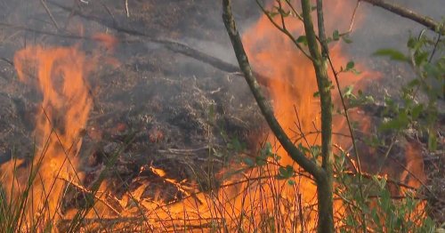 Großbrand in der Nähe von Weeze: Feuer zerstört Teile der Maasduinen