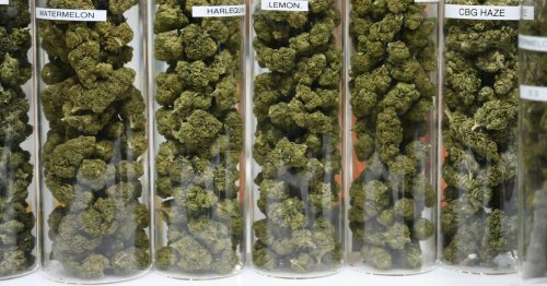 Aachener Cannabis-Start-up-Gründer: „Mit der Legalisierung wird über Nacht ein Milliardenmarkt eröffnet“