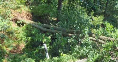 Einsatz für Feuerwehr Sonsbeck: Baum fällt auf Straße – Frau kann Auto noch rechtzeitig stoppen