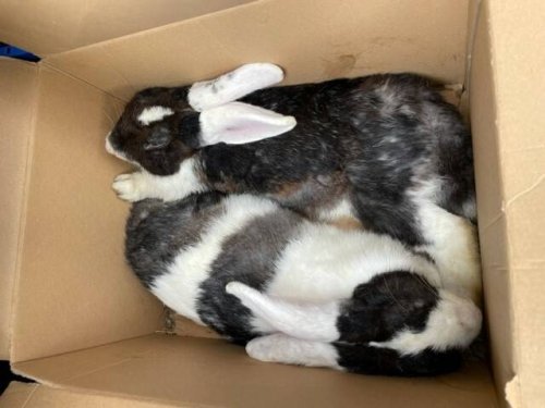 Verstoß gegen Tierschutzgesetz in Mönchengladbach: Unbekannte setzen Kaninchen an Autobahn aus – Ehepaar rettet sie