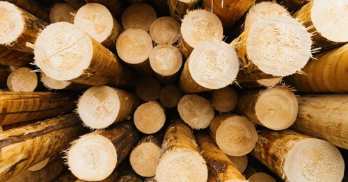 Sägewerke fordern Schadenersatz: Land NRW informiert rund 800 Waldeigentümer über Kartellklage
