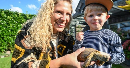 Suche nach russischer Landschildkröte in Geldern-Walbeck: Entlaufene Schildkröte taucht nach zwei Monaten wieder auf