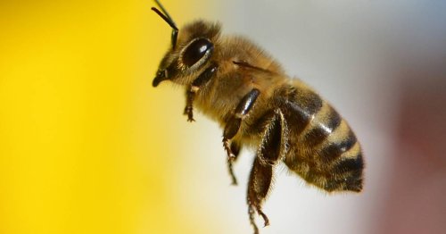 Liberale Mitte: Limit: Mit Blumen auf Bushaltestellen Bienen anlocken