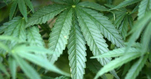 Nach Rasenaussaat: Cannabispflanzen wachsen auf Spielplatz