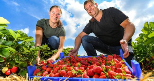 Erdbeeren aus Neukirchen-Vluyn: Erntefrisch direkt vom Feld