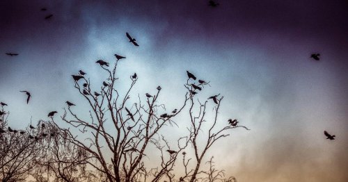 Vogelschwärme sammeln sich in Langenfeld: Wenn die schwarzen Vögel kommen . . .