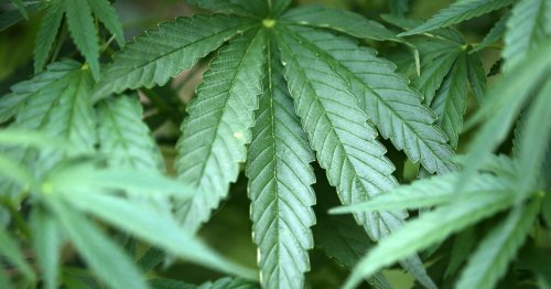 Für medizinische Zwecke: Deutschland hat seit Teil-Freigabe rund 57 Tonnen Cannabis importiert