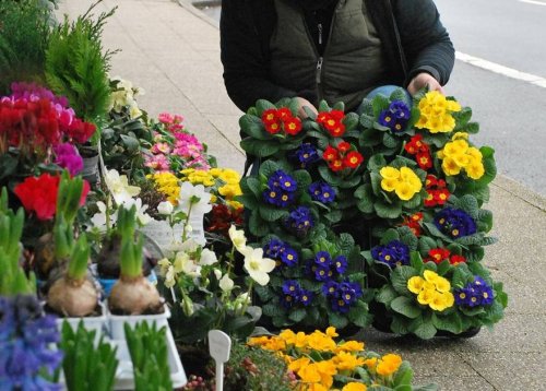 Erste Frühlingsboten in Wermelskirchen: Farbe kehrt in die Blumentöpfe zurück