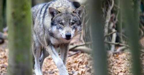 Neue Sichtungen: Wölfe kommen Wohnhäusern am Niederrhein immer näher