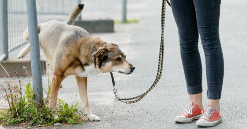 Sicherheit in Viersen gefährdet: Hunde-Urin ruiniert Laternenmasten