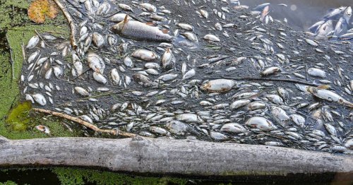 Tonnenweise tote Tiere: Fischsterben in der Oder könnte sich auf Ostsee ausweiten