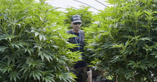 Marihuana in den USA: Wie Colorado zum Vorreiter der Cannabis-Legalisierung wurde