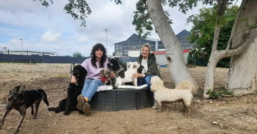 Betreuungsangebot für Hunde: Nach Corona sind Huta-Plätze begehrt