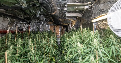Mehrfamilienhaus in Krefeld-Uerdingen: Polizei hebt unterirdische Drogenplantage mit 650 Cannabis-Pflanzen aus