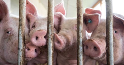 Umfrage in Deutschland: Mehrheit für Fleischsteuer – wenn es das Tierwohl unterstützt