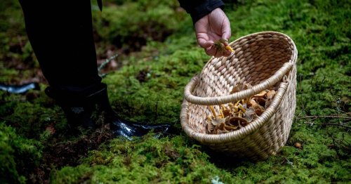 Steinpilz, Pfifferling und Co: Was Pilzsammler zum Saisonbeginn wissen sollten