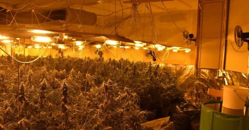 Entdeckung in Remscheid: Große Cannabis-Plantage in der Villa Mandt