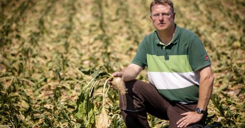 Hitze in Düsseldorf: Landwirte kämpfen um ihre Ernte