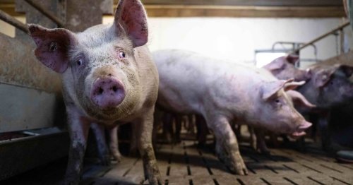 Haltungsformen kennzeichnen: Ampel-Fraktionen verständigen sich bei Tierhaltungslogo für Fleisch