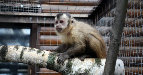 „Monkey business“: Kapuzineraffe wählt Notruf und lotst Polizei in kalifornischen Zoo