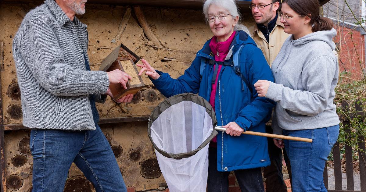 Blütenvielfalt lockt die Tiere an: Naturgut – Paradies für Wildbienen