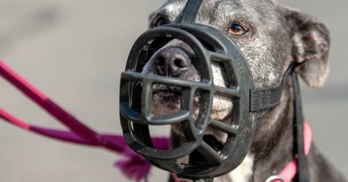 American Staffordshire Terrier: Joggerin in Österreich von Hund totgebissen